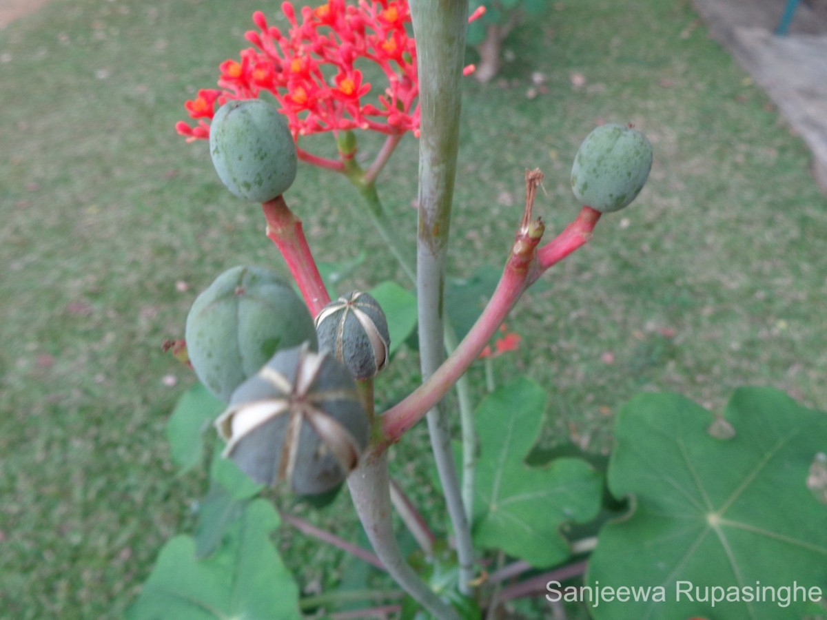 Jatropha podagrica Hook.